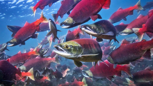 The Benefits of Eating Wild Caught Salmon vs. Farmed Salmon: A Complete Guide